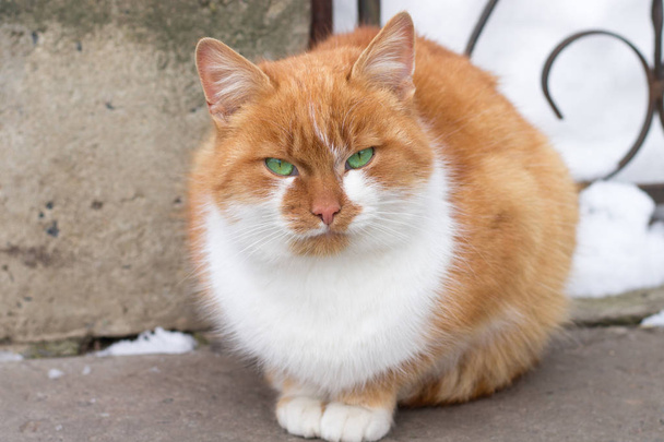 Gros plan du petit chat rouge à fourrure assis dans la cour enneigée d'hiver - Photo, image
