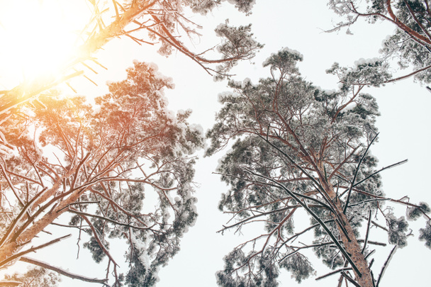 Widok z dołu drzewa pokryte śniegiem w lesie piękne zimowe i światło słoneczne - Zdjęcie, obraz