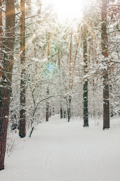 scenic view of beautiful snowy winter forest and sunlight - Photo, Image