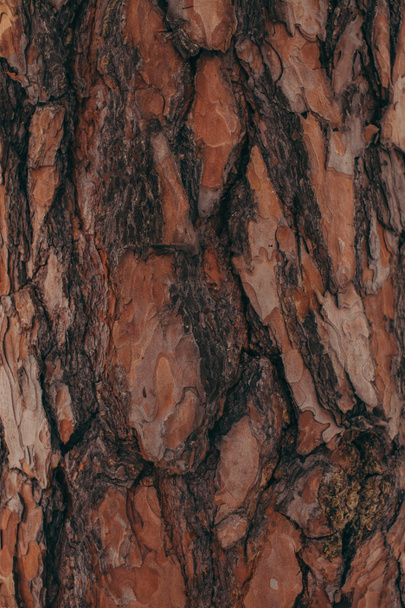 full frame of brown tree barque texture as background - Foto, afbeelding