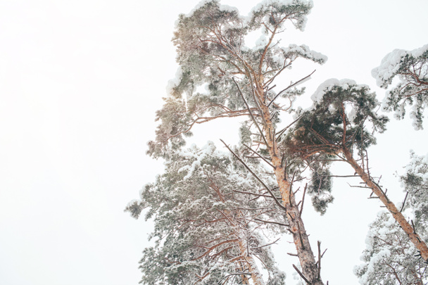 nízký úhel pohled na zasněženou zimní les a jasná obloha - Fotografie, Obrázek