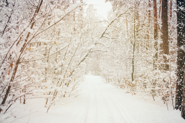 toned picture of beautiful snowy winter forest - Photo, Image