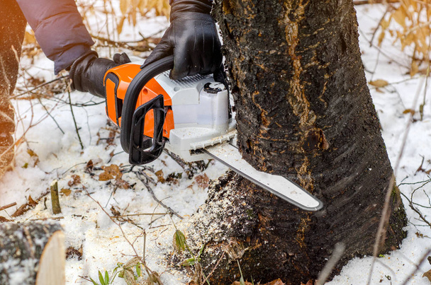 Manos de un hombre sosteniendo una sierra eléctrica, corta un árbol en el bosque de invierno. Deforestación. Cosechando madera. Andamios
 - Foto, Imagen