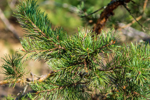branch of pine tree on blurred background - Zdjęcie, obraz