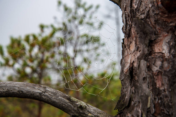 spider cobweb with water drops in nature on blurred background - Photo, Image