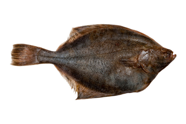 Plaice fish - Photo, Image