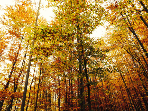Красивые осенние листья и деревья. Осенний пейзаж с деревьями и красивыми цветами. Страна осень
 - Фото, изображение