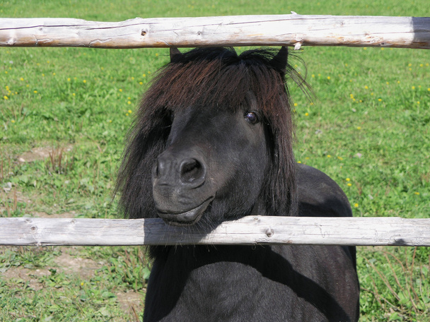 Pony.
 - Foto, imagen