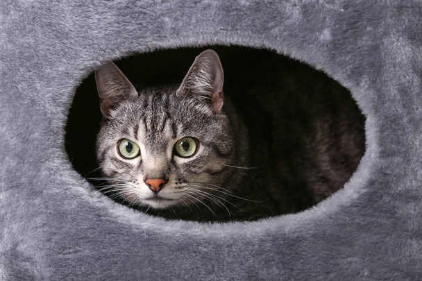 Cute funny cat hiding in its house - Photo, Image