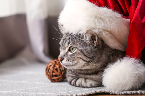 Милий смішний кіт з Санта-капелюхом вдома
 - Фото, зображення