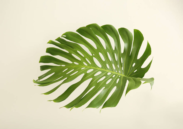 Green tropical leaf on white background - 写真・画像