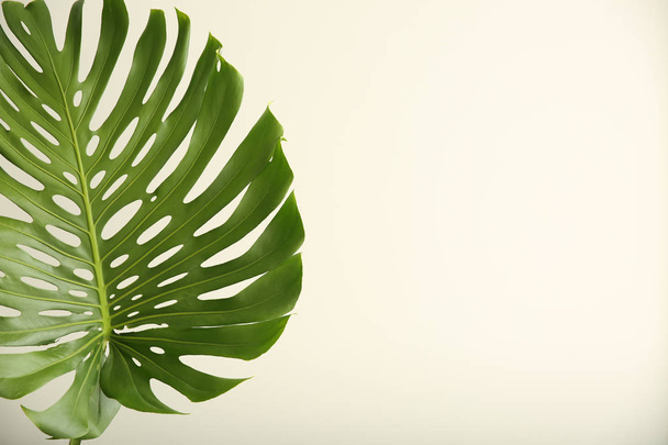 Green tropical leaf on white background - Фото, зображення