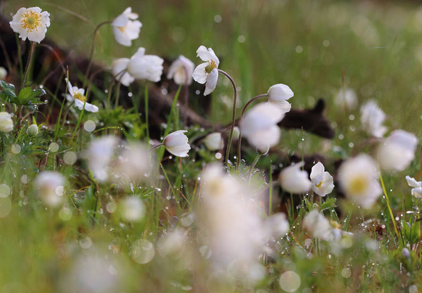 Fehér vad természet virágok, Litvánia - Fotó, kép