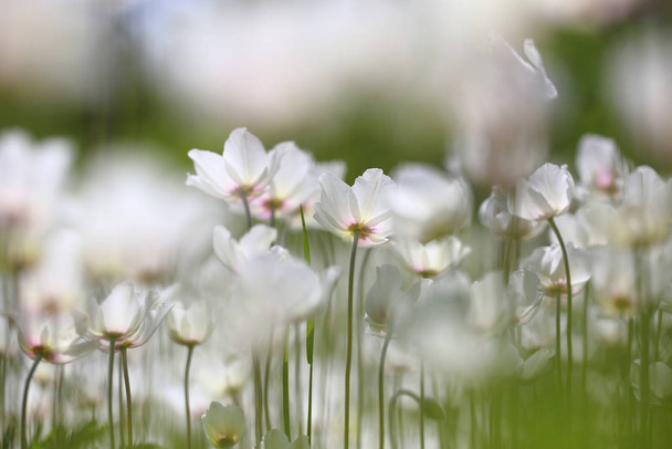 weiße wilde Naturblumen Litauens - Foto, Bild