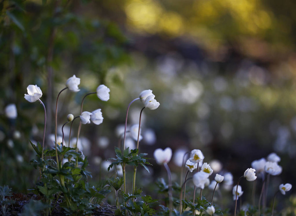 White wild nature flowers of Lithuania Anemone sylvestris, Snowdrop Windflower, Grosses Windrschen - Photo, Image