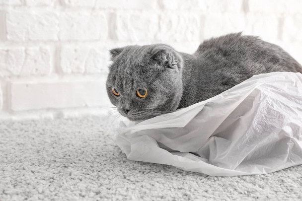 Söpö hauska kissa istuu muovipussissa lattialla
 - Valokuva, kuva