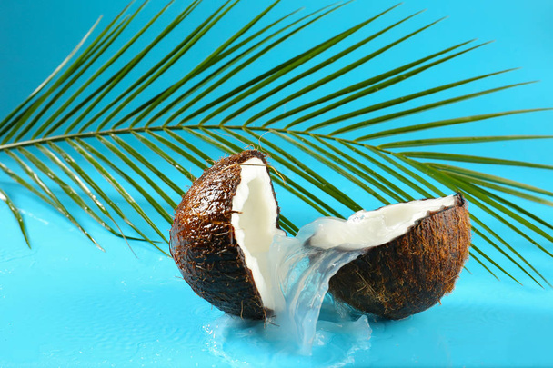 Puolikkaat kypsää kookospähkinää, palmunlehtiä ja tilkka maitoa värillisellä pohjalla
 - Valokuva, kuva