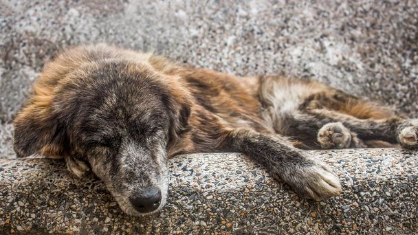 Açık havada bir taş tezgah uyuyan yaşlı köpek. Sokakta terk edilmiş üzgün ve üst düzey bir sokak köpeği. - Fotoğraf, Görsel