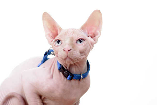 Kočka. Krásný sfinga. Roztomilá kočička s modrýma očima. Plešatý zvíře. Bezvlasý sfinga kočka. Izolované na bílém pozadí - Fotografie, Obrázek