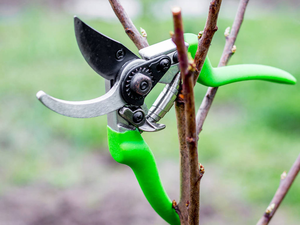 Scissors for cutting branches of trees. Spring work in the garden - Photo, Image