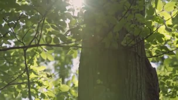 Zon fakkels via bladeren in bos groene bomen zomer ochtend park - Video