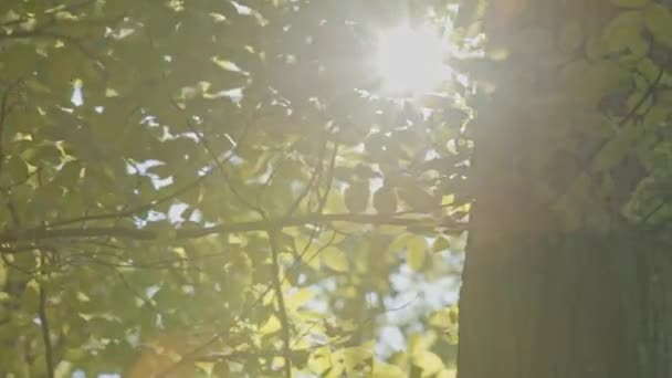 太陽フレア トラフ葉緑の木々 夏の朝の森 - 映像、動画