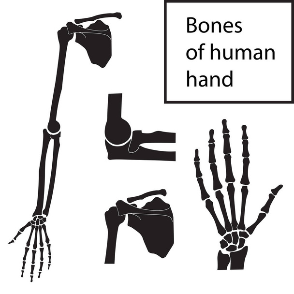 Zestaw ilustracji wektorowych szkieletowych anatomii człowieka - Wektor, obraz