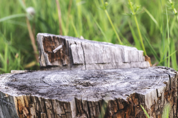 Big old stump on green grass background - Fotografie, Obrázek