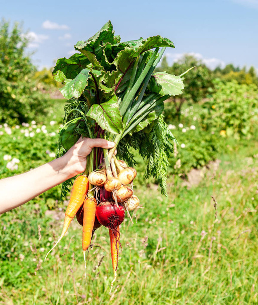 Tuoreita vihanneksia kädessä vihreällä pellolla taustalla
 - Valokuva, kuva