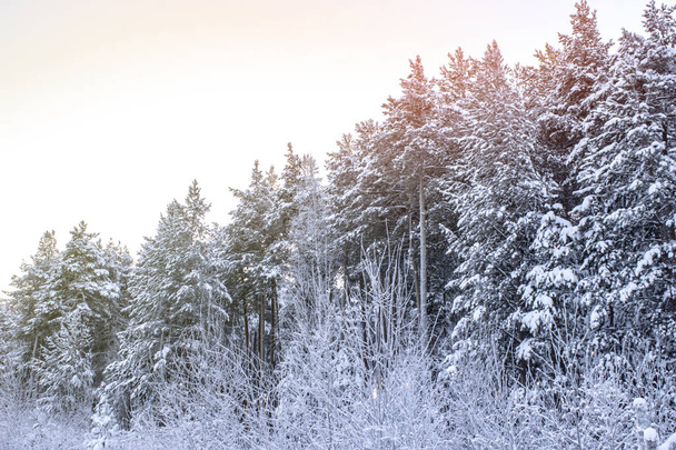 Winter forest, zijaanzicht - Foto, afbeelding