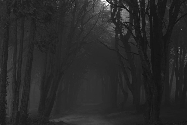 Der mystische Nebel des Sintra-Waldes - Foto, Bild