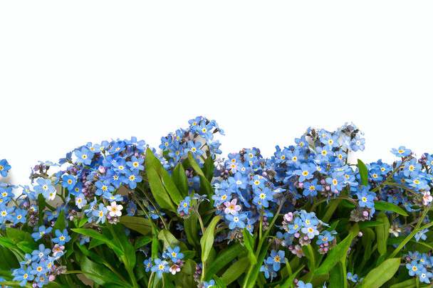 forget-me-not flower isolated on white - Photo, Image
