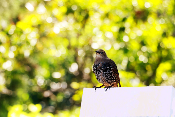 Sparrow posa para um quadro e canta canções no parque central em Nova Iorque - Foto, Imagem