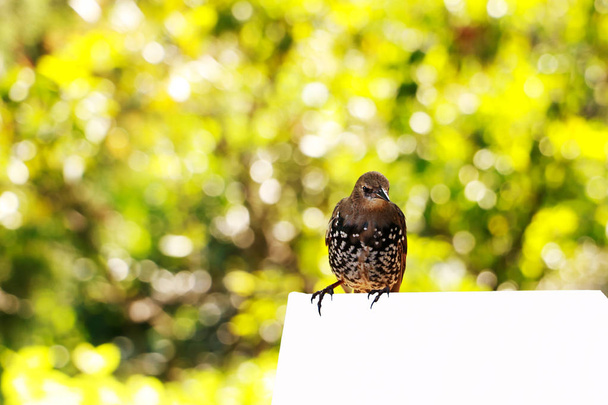 vrabec sedí na větvi a zpívá písně - Fotografie, Obrázek