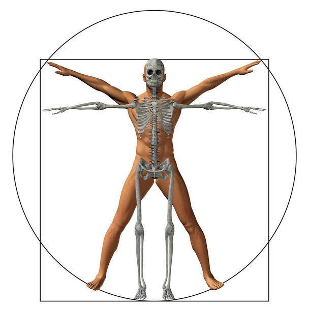 Витрувианский человек или человек как концепция, метафора концептуальные 3D пропорциональной анатомии тела изолированы на заднем плане
 - Фото, изображение