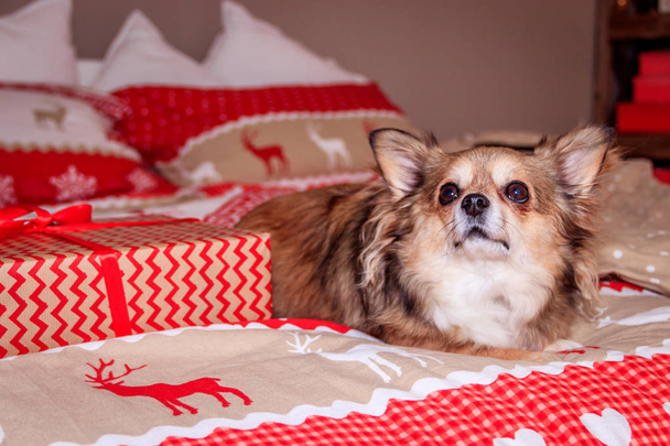 Chihuahua-Hund liegt auf dem Bett. Haustier ruht - Foto, Bild