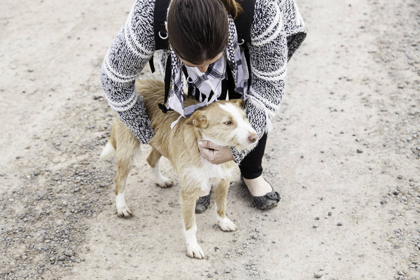 Woman petting stray dogs, kennel for stray animals - Photo, Image