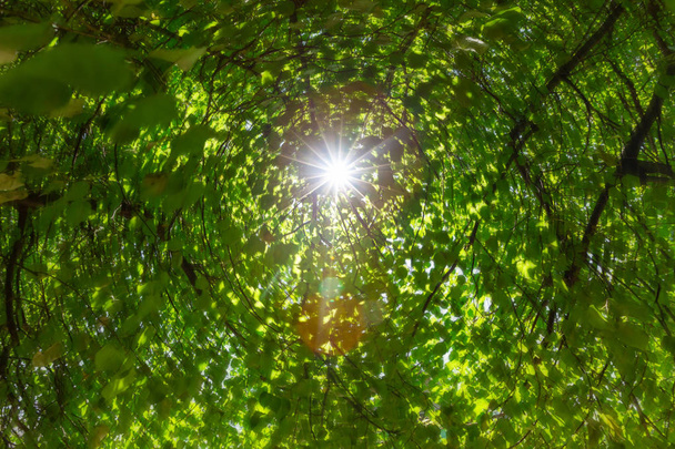 Fresh green leaves in a forest and sun rays through the branches of trees from sky in summer day - Fotó, kép
