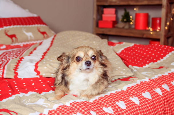 チワワ犬はベッドの上に横たわっています。ペット休憩 - 写真・画像