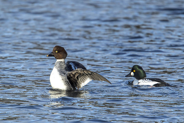 A female barrow's goldeneye flaps her wings while in the water on Coeur d'Alene Lake in Idaho. - Photo, Image