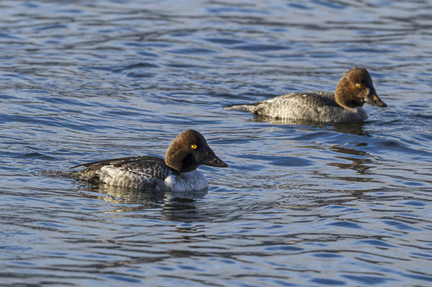 Two female goldeneyes swim on the water of Coeur d'Alene Lake in north Idaho. - Photo, Image