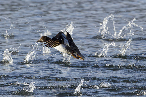 Female goldeneye taking off from water on Coeur d'Alene Lake in north Idaho. - Photo, Image