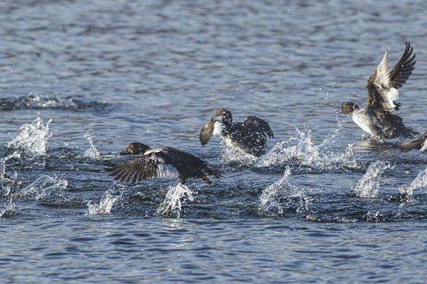 Barrow's goldeneyes flying off from the water from Coeur d'Alene Lake in north Idaho. - Photo, Image