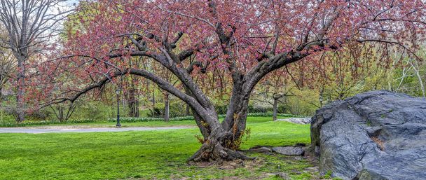 Central Park, Μανχάταν, Νέα Υόρκη την άνοιξη - Φωτογραφία, εικόνα