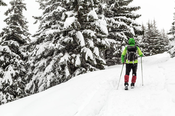 Zimowe szlaki piesze w biały zaśnieżony Las. Mężczyznę idącego z plecakiem w zimowym lesie. Podróży i zdrowego stylu życia na zewnątrz w pięknej przyrody. - Zdjęcie, obraz