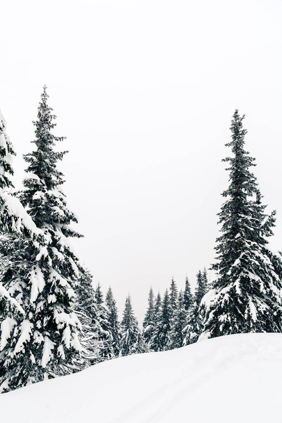 Winterwald, weiße Bäume inspirierende Landschaft. weiße Straße oder Fußweg mit Tiefschnee. schöne inspirierende Szene mit Rahmen aus Bäumen mit Kopierraum. - Foto, Bild