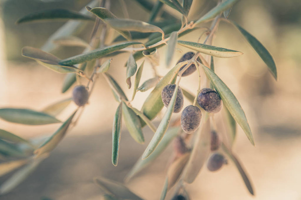 Rama de olivo, lista para cosechar, Israel. Vintage tonificado
. - Foto, imagen