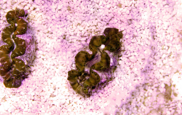 Озил Clam Gold - Tridacna maxima
 - Фото, изображение