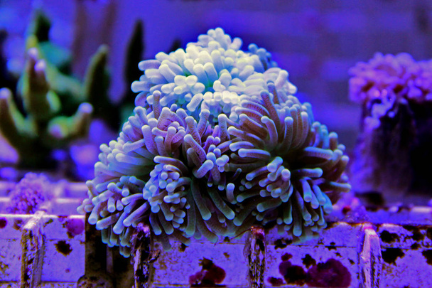 Euphyllia LPS coral em tanque de aquário de recife
 - Foto, Imagem