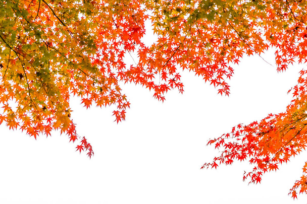 Piękny czerwony i zielony klon liści na drzewie w sezonie jesiennym - Zdjęcie, obraz